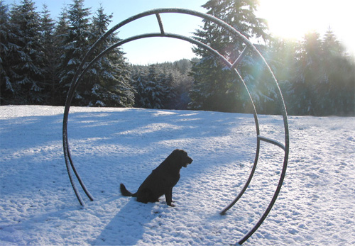 Buzz in the snow